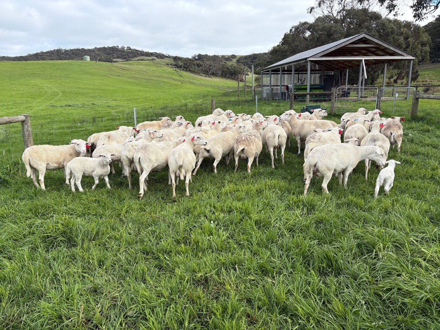 EWEs 2